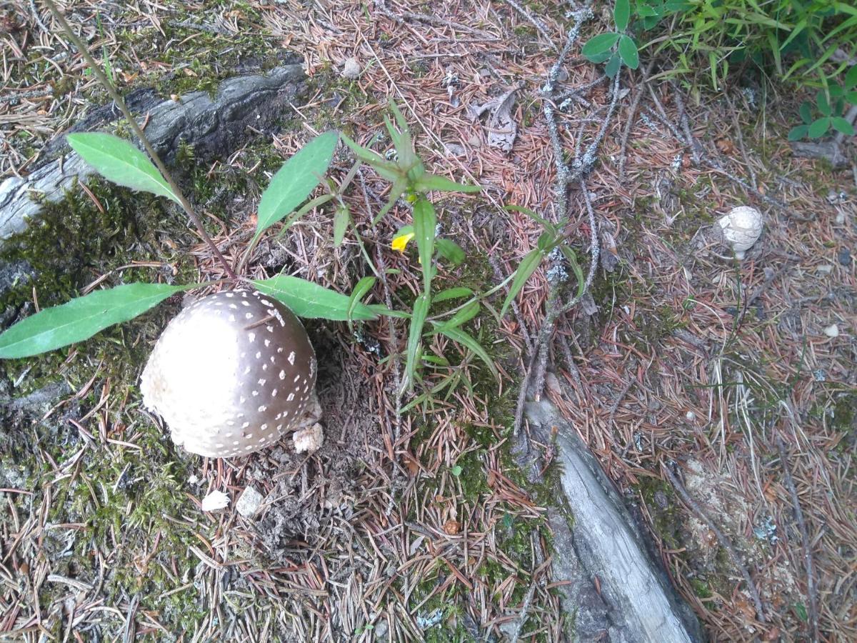 Chata Ziva Pod Babou Horou Oravská Polhora Exterior foto